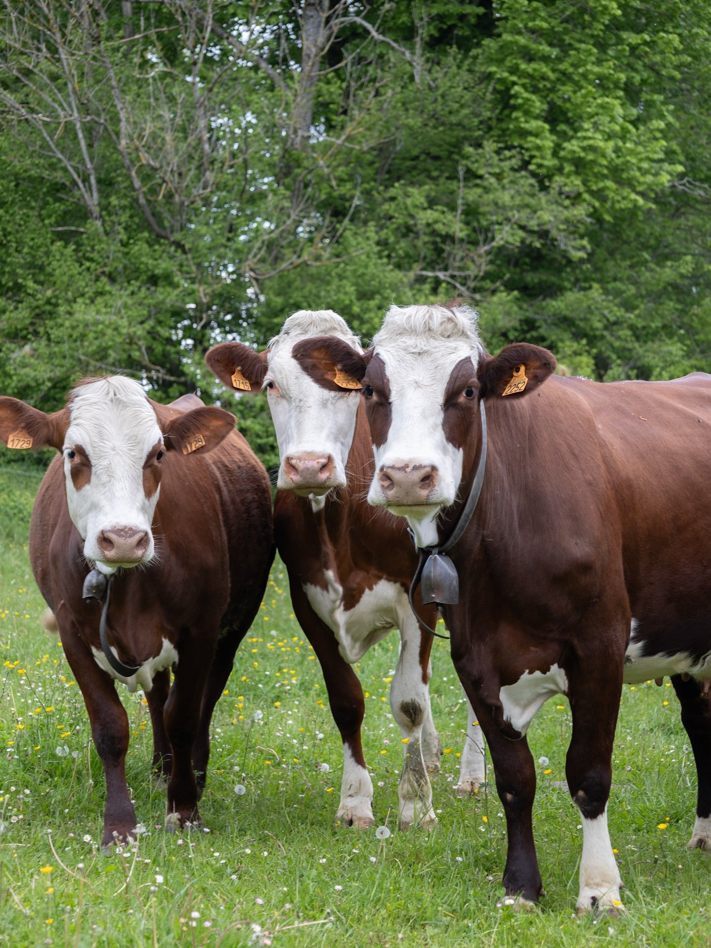 Community Manager agriculture Savoie, Isère, Haute-Savoie et Ain, formation Community manager pas cher