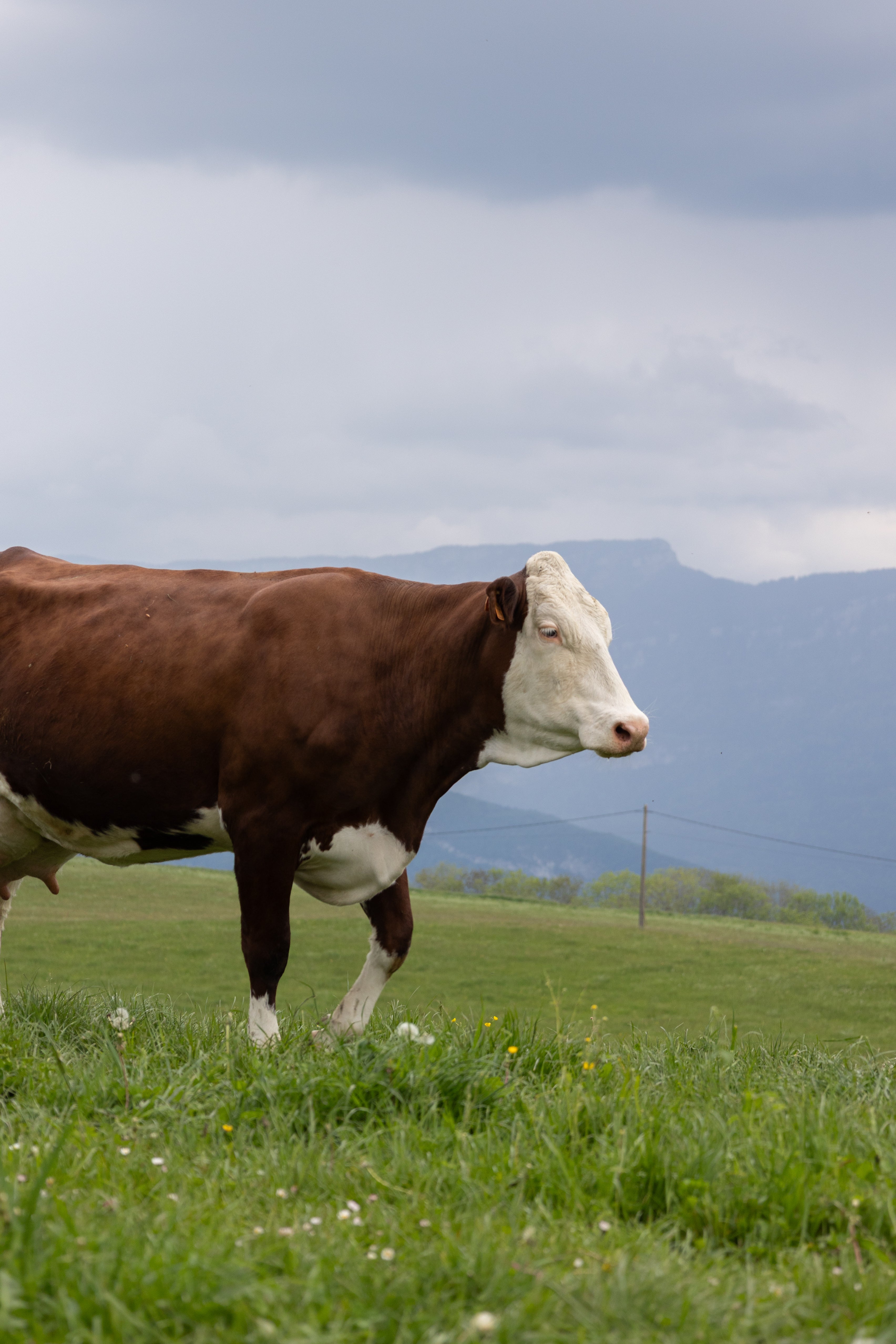 Community Manager agriculture Savoie, Isère, Haute-Savoie et Ain, formation Community manager pas cher